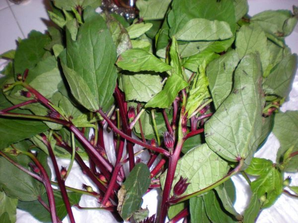 గోంగూర / Sorrel Leaves