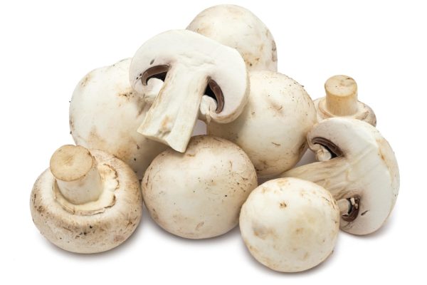 పుట్టగొడుగు | Mushroom