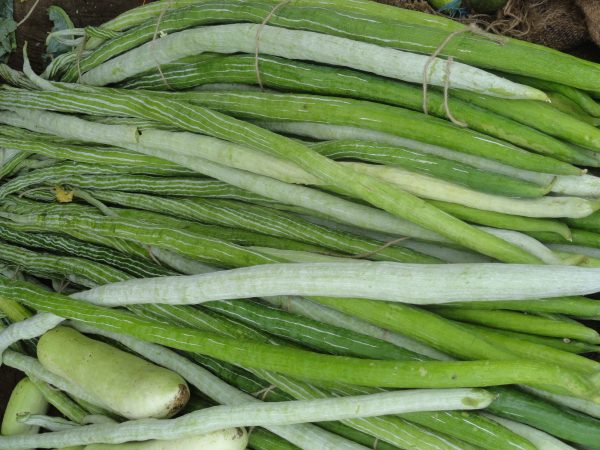 పొట్లకాయ | Snake gourd - Image 2
