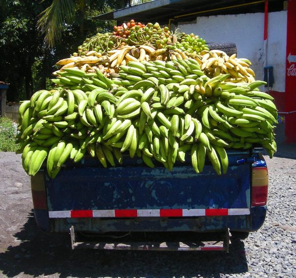 అరటి కూరగాయ | raw banana - Image 4