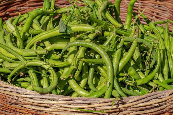 గోరుచిక్కుడు  | Cluster Beans