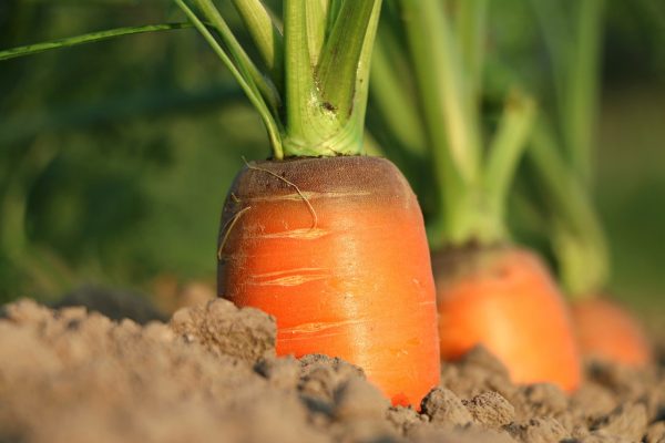 క్యారెట్ | Carrot - Image 3