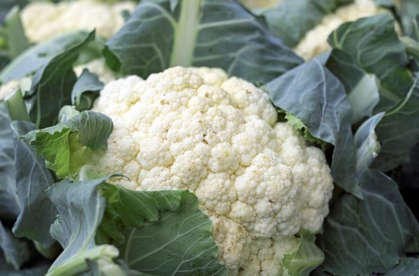 కాలీఫ్లవర్ | Cauliflower - Image 2