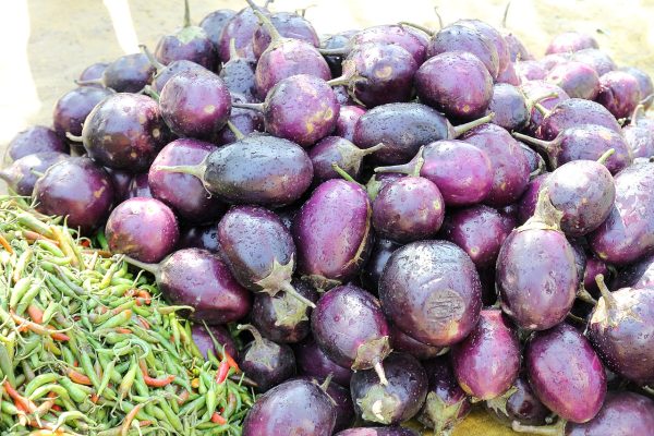 వంకాయ | Brinjal