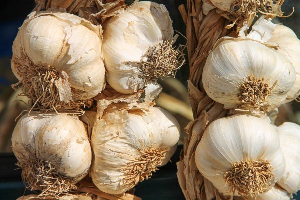 వెల్లుల్లి | Garlic - Image 2