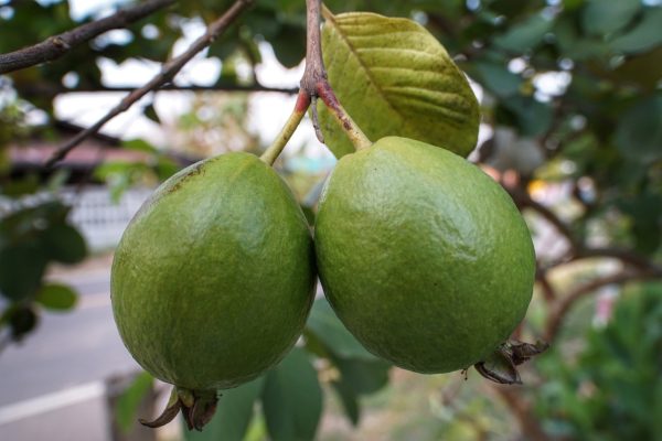 జామ పండు | Guava