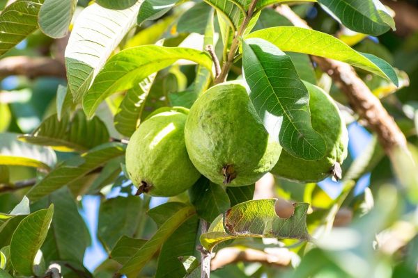 జామ పండు | Guava - Image 4