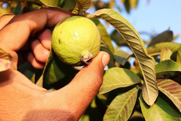 జామ పండు | Guava - Image 2