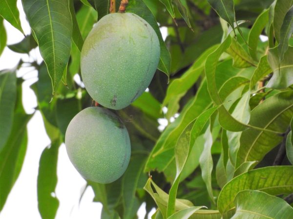 మామిడి | Mango