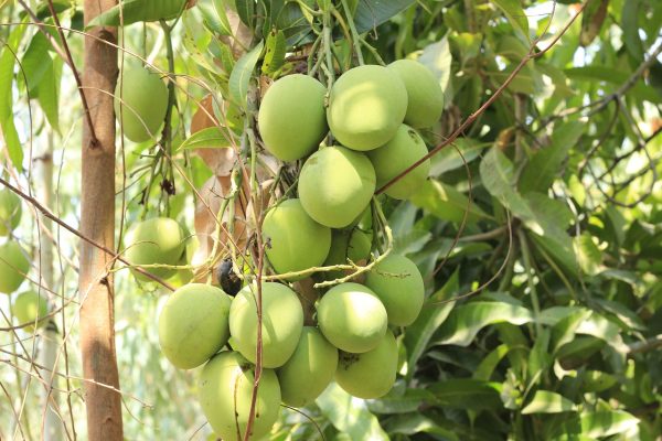 మామిడి | Mango - Image 2