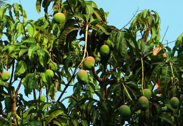 మామిడి | Mango - Image 3
