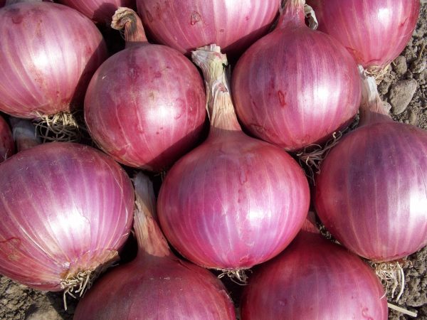 ఉల్లిపాయలు | Onions