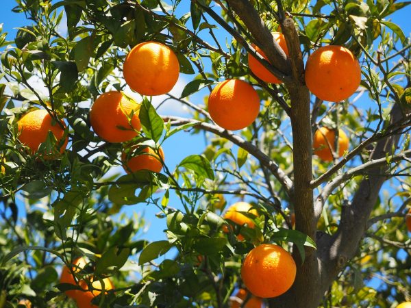 నారింజ పండు | Orange - Image 2