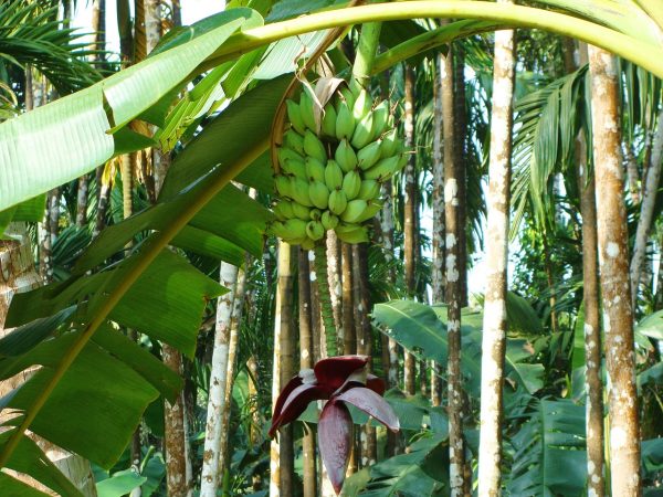 అరటి కూరగాయ | raw banana - Image 2