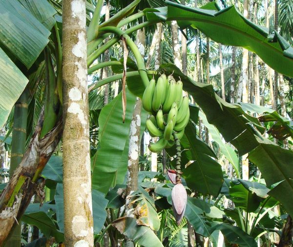అరటి కూరగాయ | raw banana - Image 3