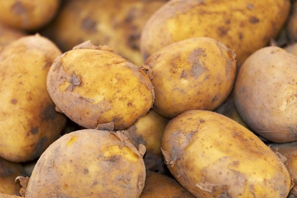 బంగాళదుంప | Potato