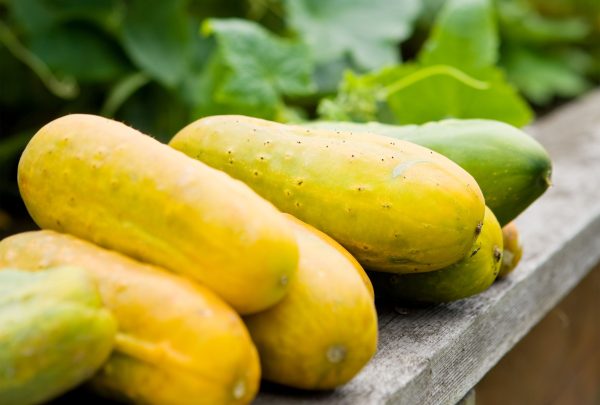 కీర |  Cucumber