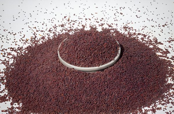 Finger Millet