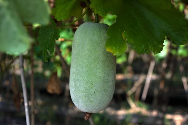 బూడిద గుమ్మడికాయ |  Ash Pumpkin - Image 2