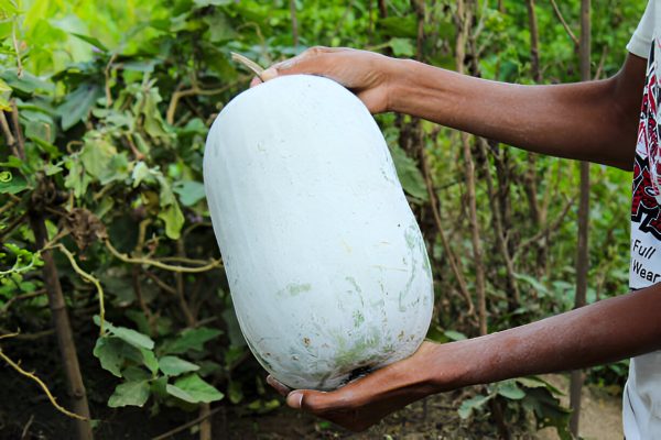 బూడిద గుమ్మడికాయ |  Ash Pumpkin - Image 4