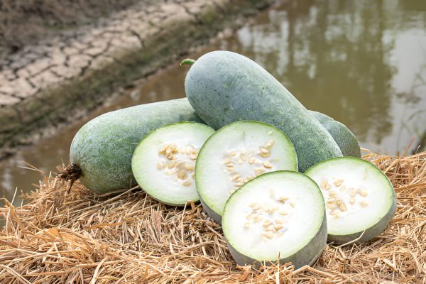 బూడిద గుమ్మడికాయ |  Ash Pumpkin - Image 5