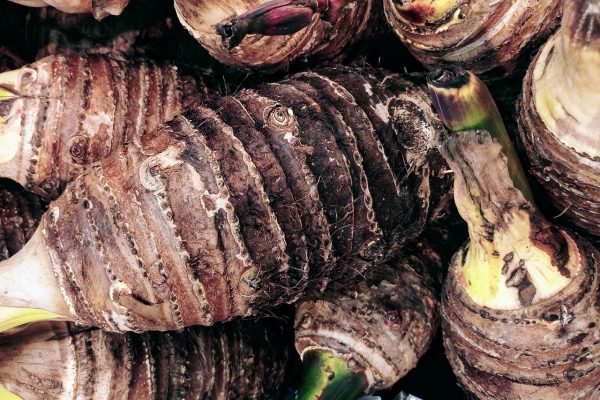 చామదుంప  | Taro Root