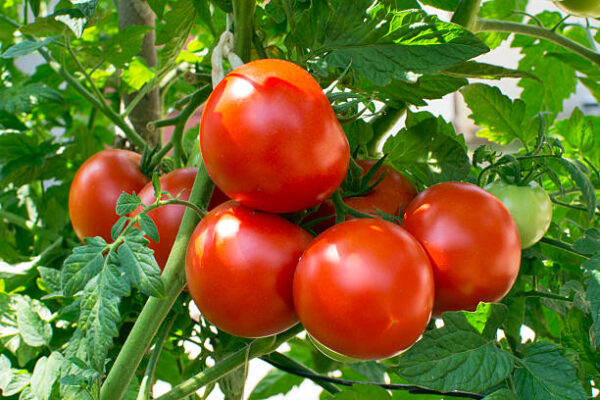 టమోటా|tomato